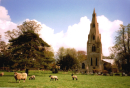 Sheep Safely Grazing