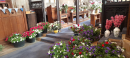 Flower Display 2