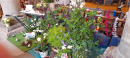 Flower Display 5
