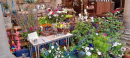 Flower Display 12